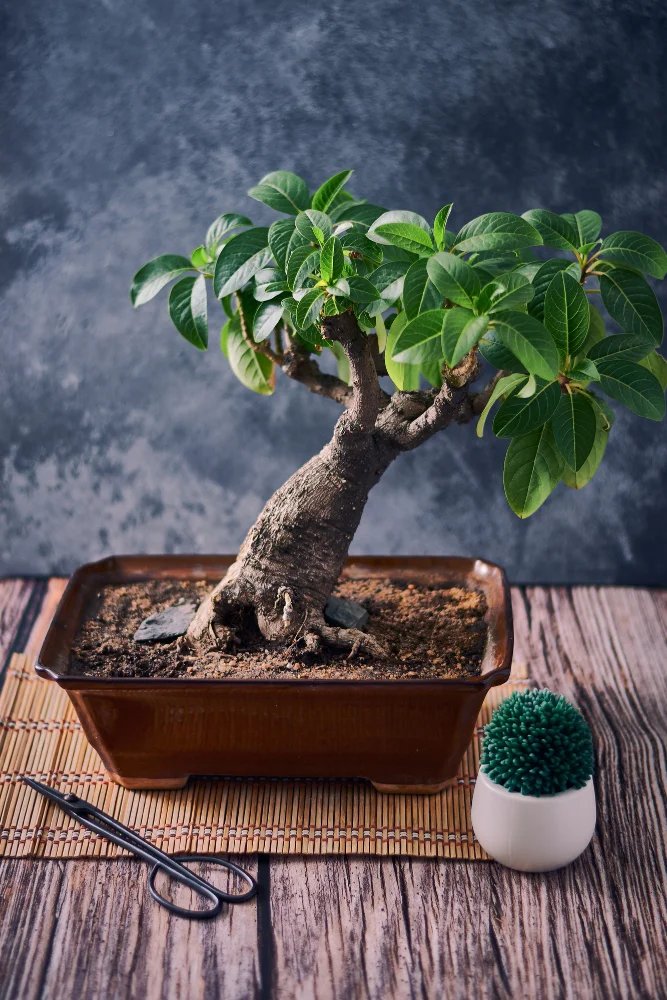 Bonsai Ficus